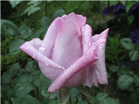 7a14e037-Picture 709.jpg